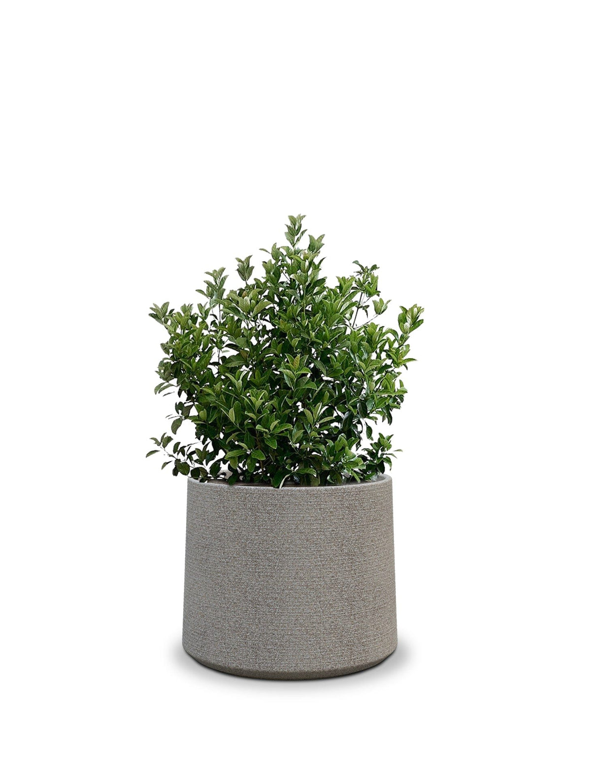 Sereno planters ALBERO