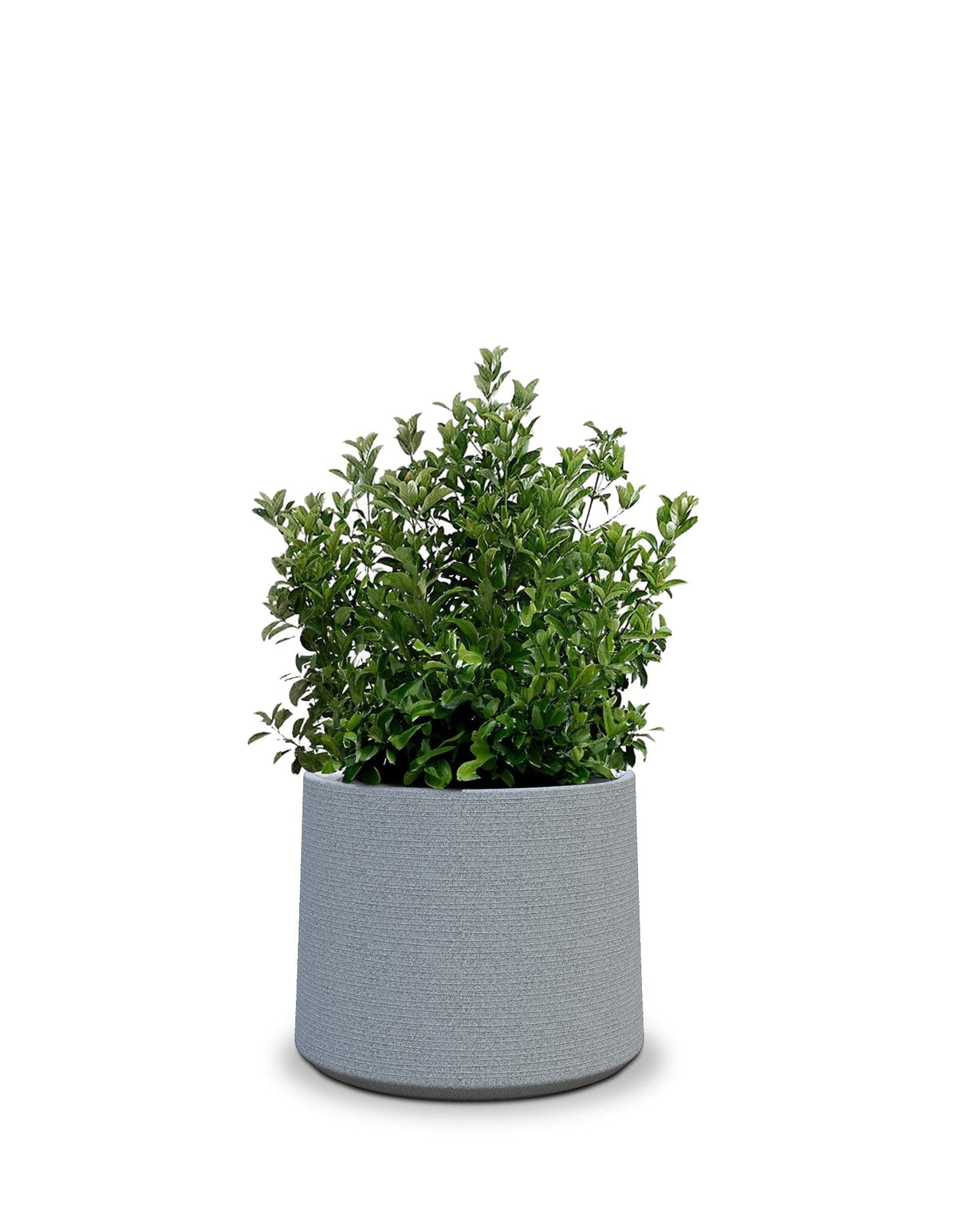 Sereno planters ALBERO