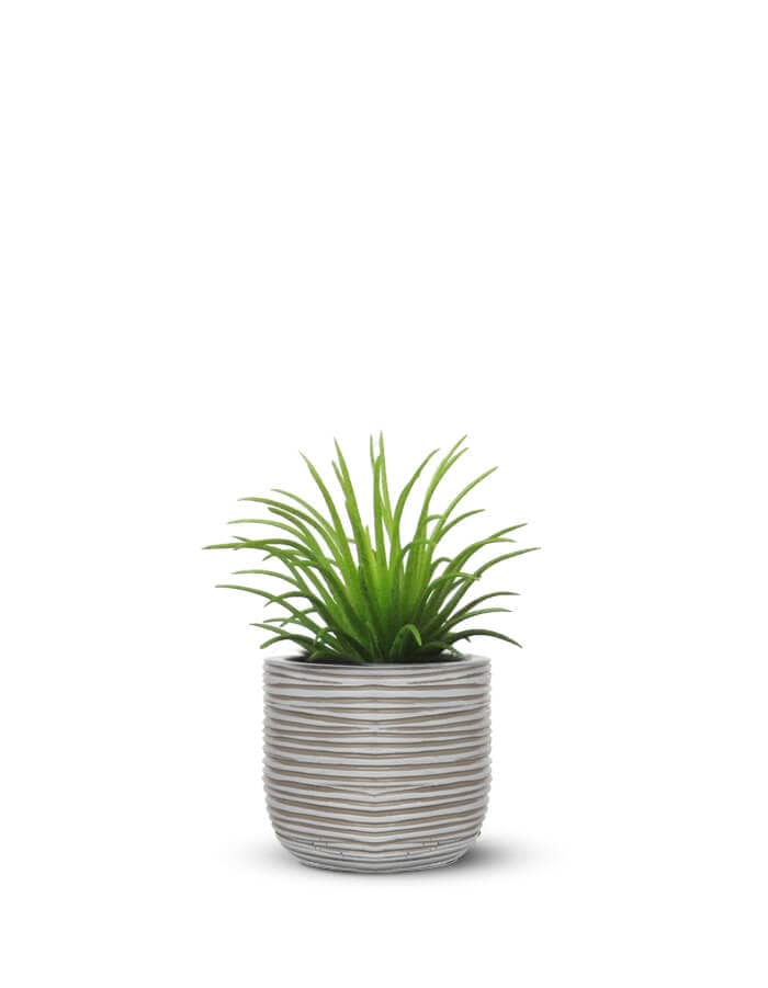 Sereno planters Anna