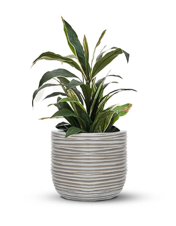 Sereno planters Anna