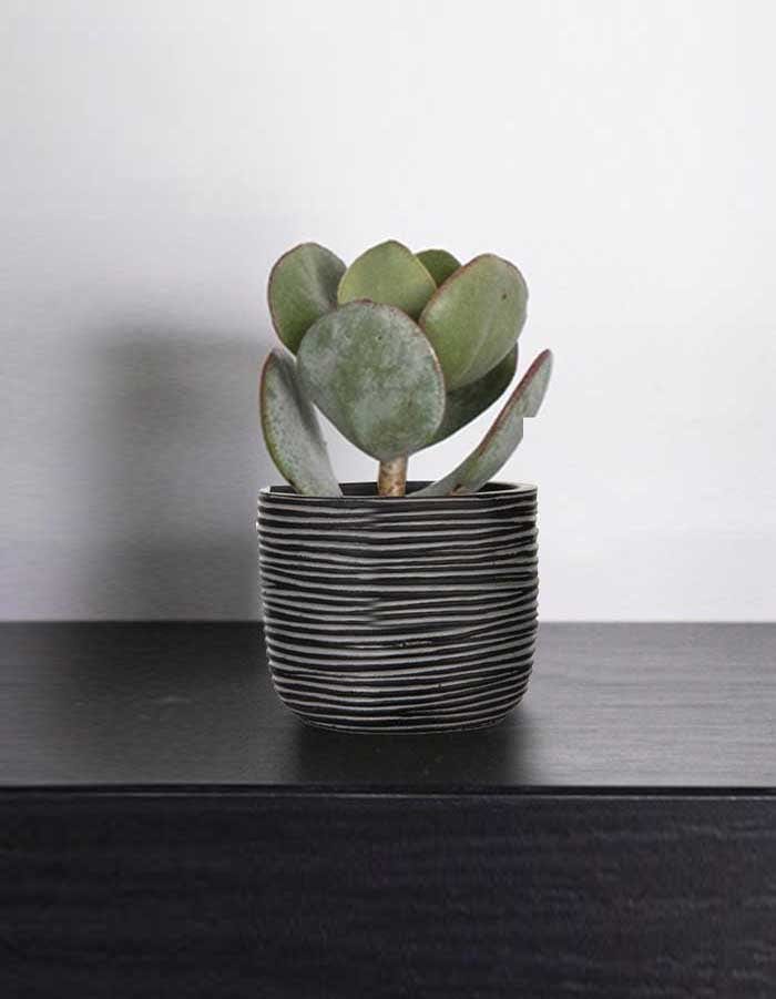 Sereno planters Anna