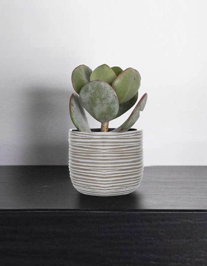 Sereno planters Anna