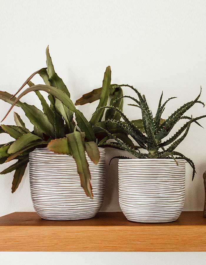 Sereno planters Anna