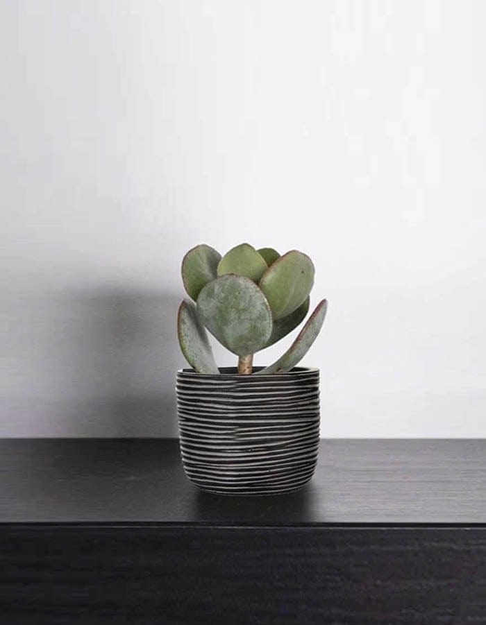 Sereno planters Anna