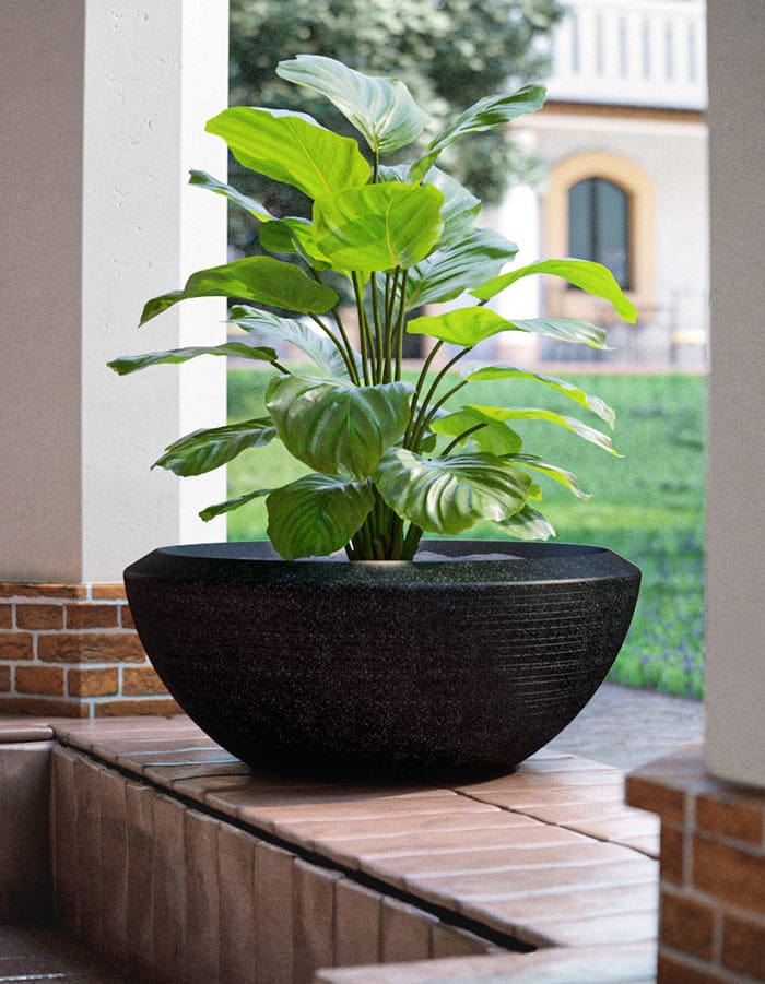 Sereno planters Bassa