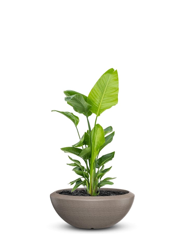 Sereno planters Bassa