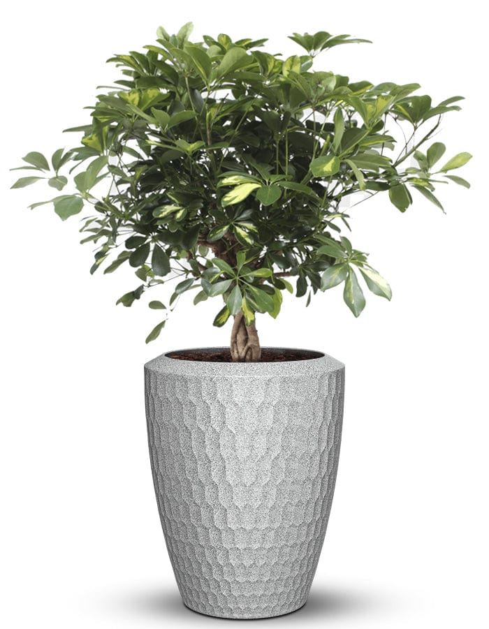 Sereno planters Chiara