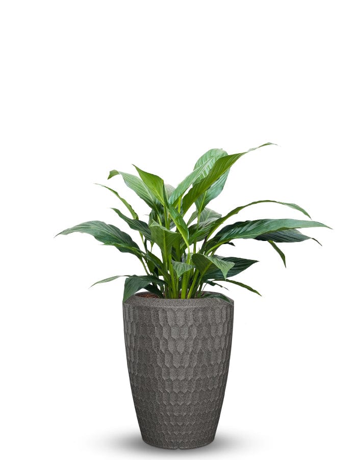 Sereno planters Chiara