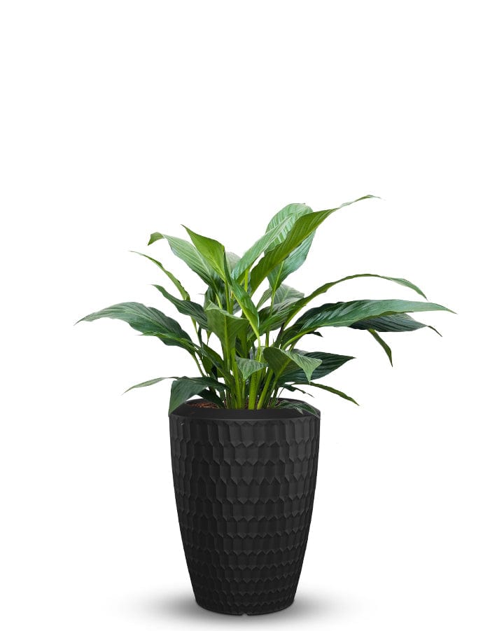 Sereno planters Chiara