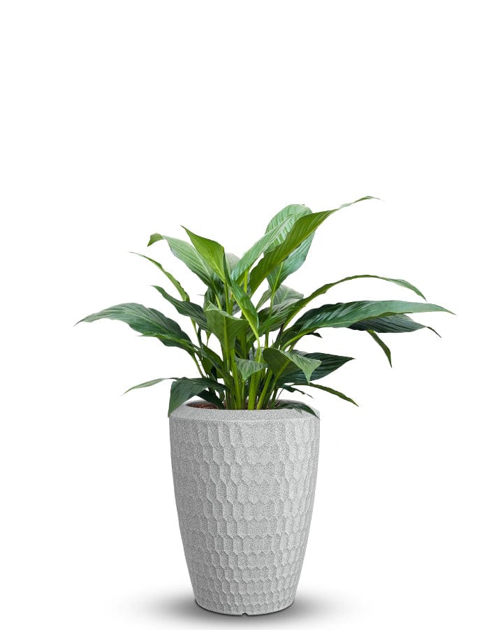 Sereno planters Chiara
