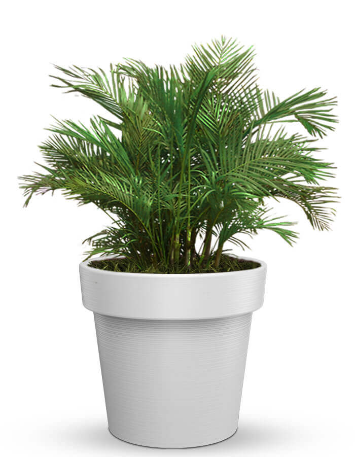 Sereno planters Eloisa LED Planter