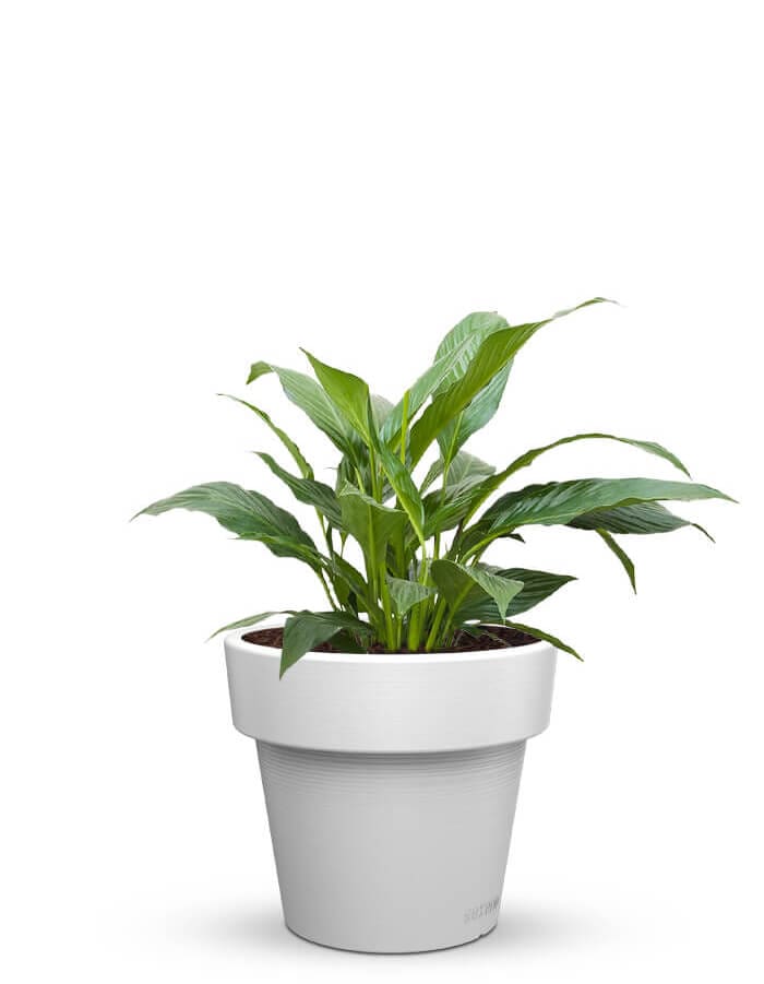 Sereno planters Eloisa LED Planter
