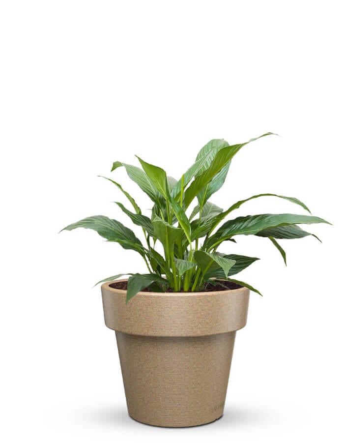 Sereno planters Eloisa LED Planter
