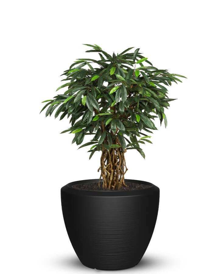 Sereno planters Piatto