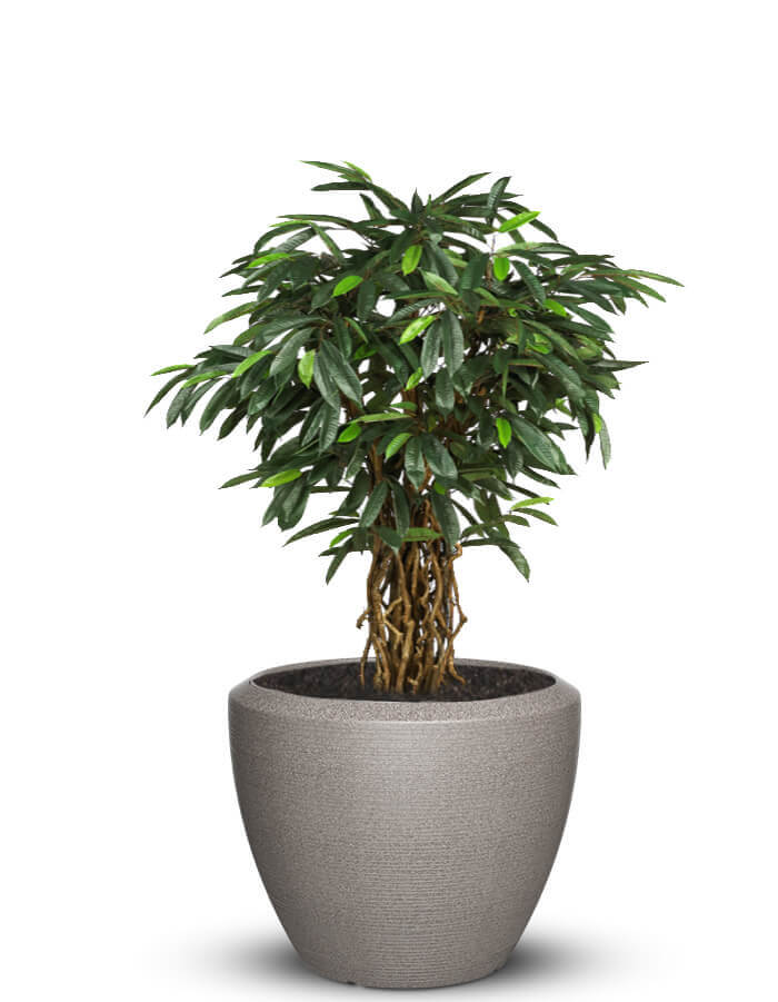 Sereno planters Piatto