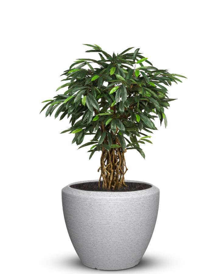 Sereno planters Piatto