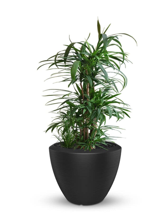 Sereno planters Piatto