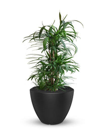 Sereno planters Piatto