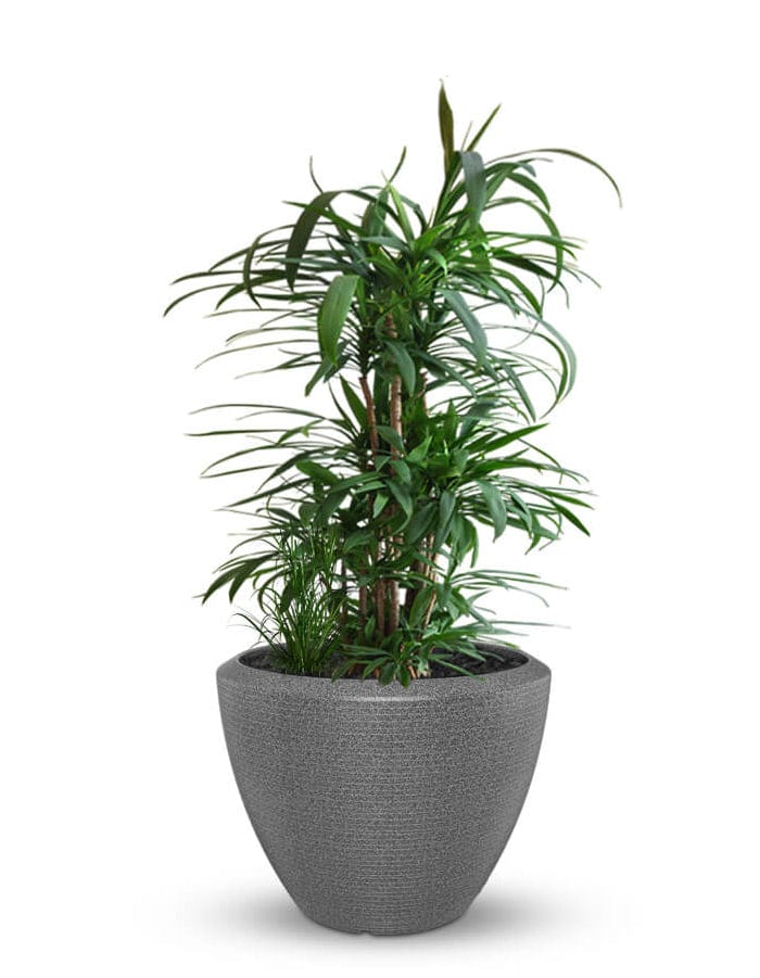 Sereno planters Piatto