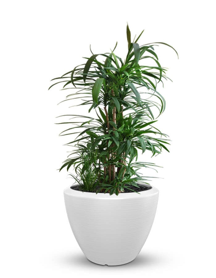 Sereno planters Piatto