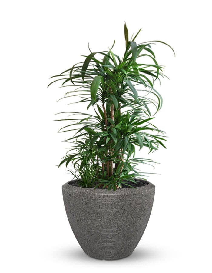 Sereno planters Piatto