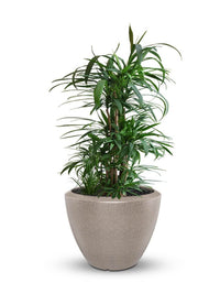 Sereno planters Piatto