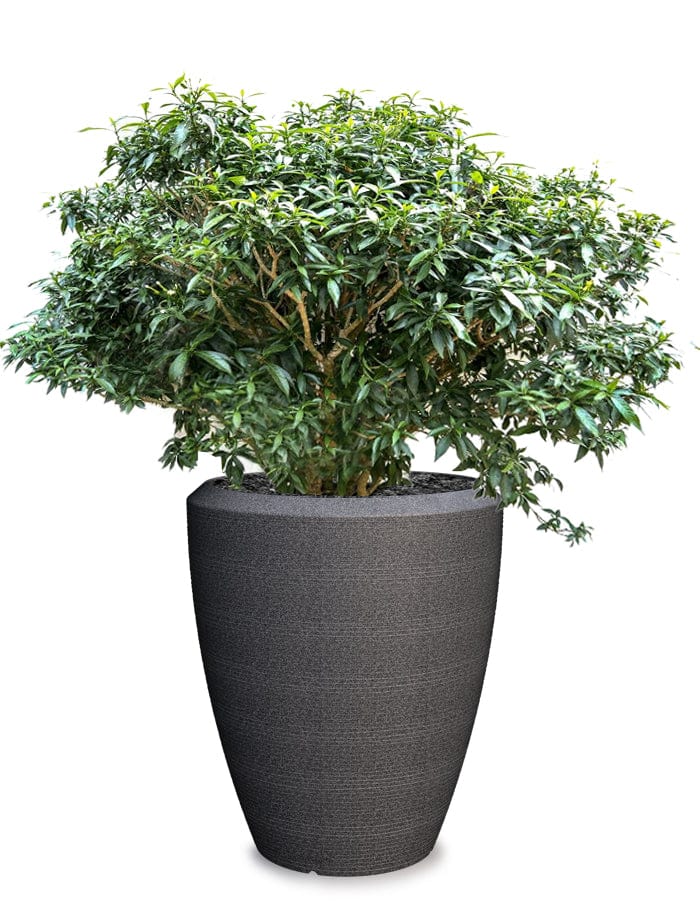 Sereno planters Piatto Slim