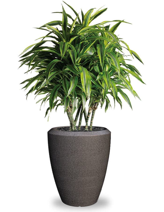 Sereno planters Piatto Slim