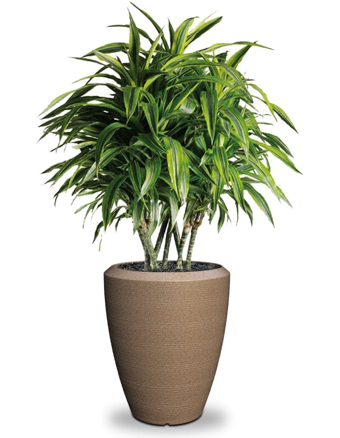 Sereno planters Piatto Slim
