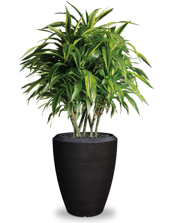 Sereno planters Piatto Slim