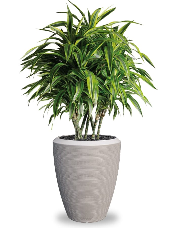 Sereno planters Piatto Slim
