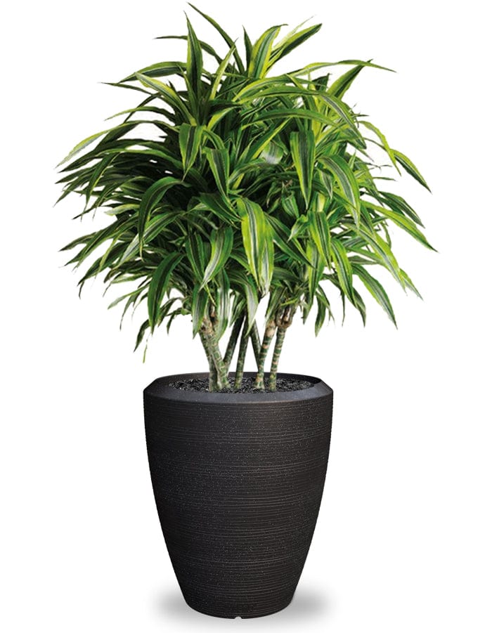 Sereno planters Piatto Slim