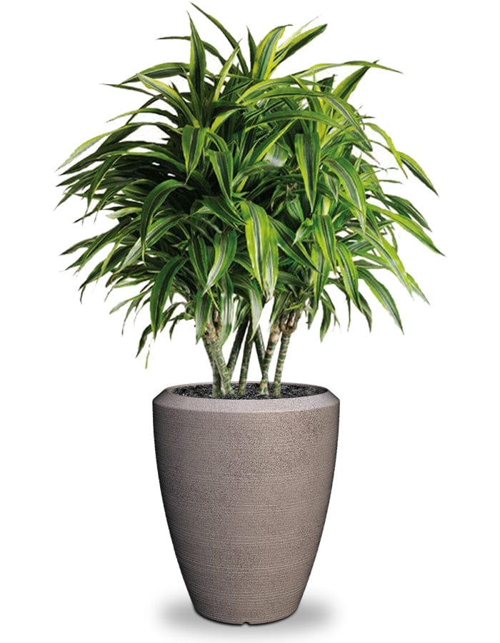Sereno planters Piatto Slim