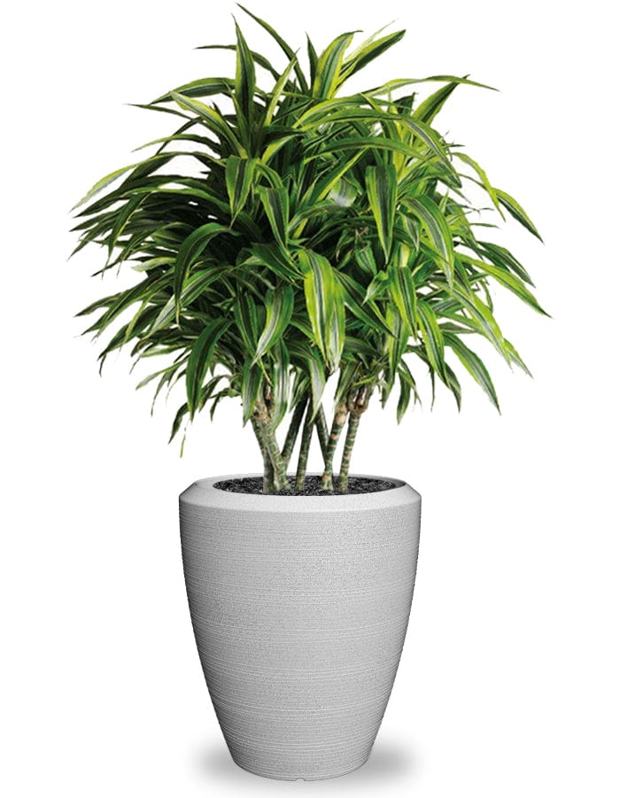 Sereno planters Piatto Slim