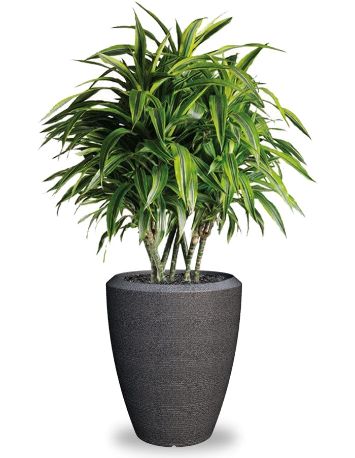 Sereno planters Piatto Slim