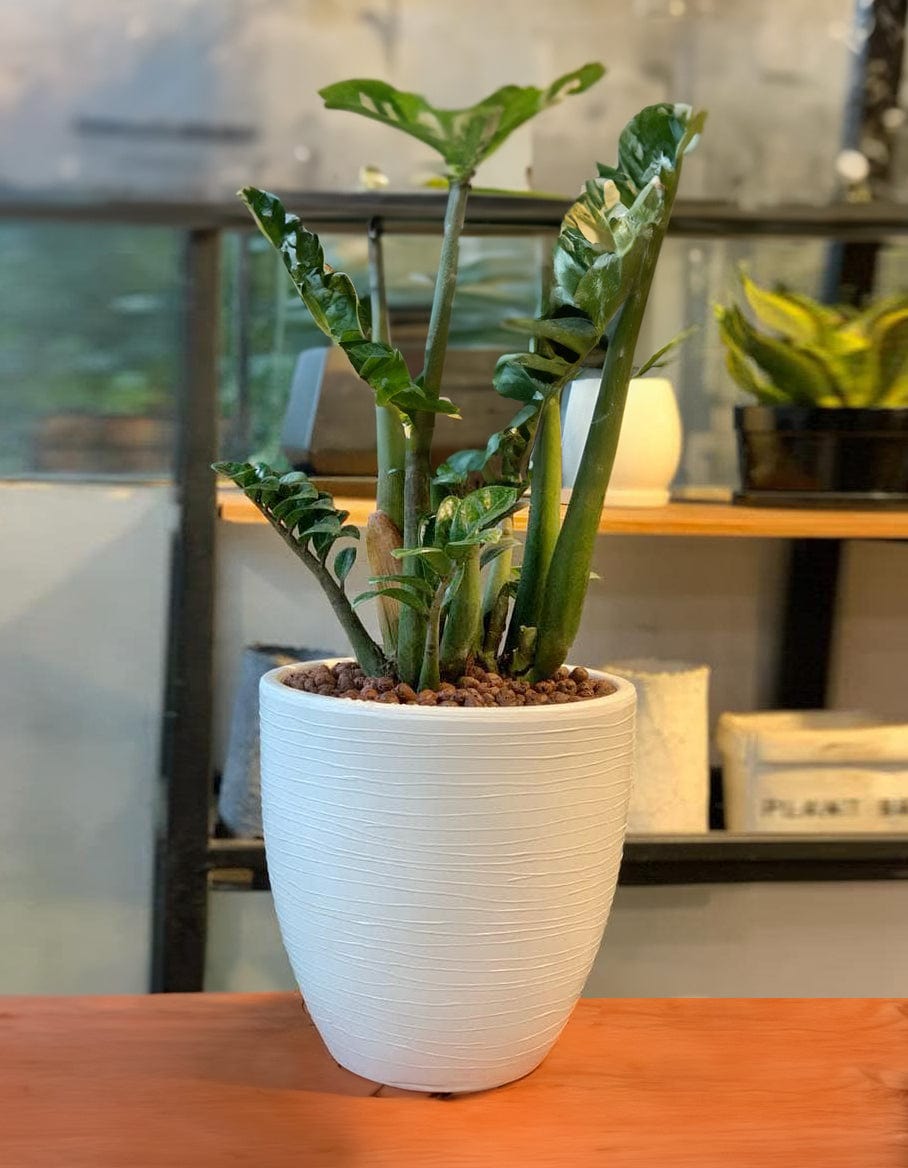 Sereno planters Tray 5Kg / Brown Leca Balls