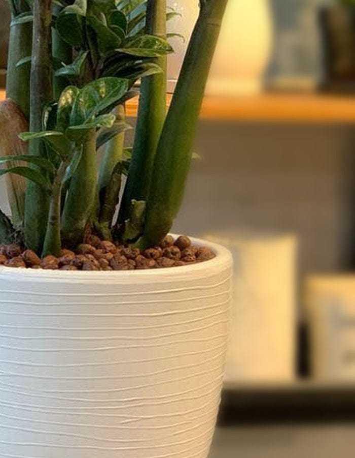 Sereno planters Tray 5Kg / Brown Leca Balls