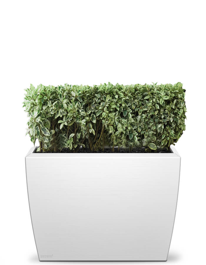 Linea Extra Large Planter