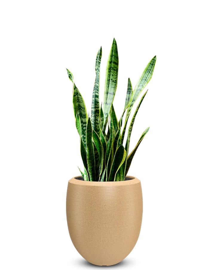 Enzo Large Planter