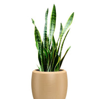 Enzo Large Planter