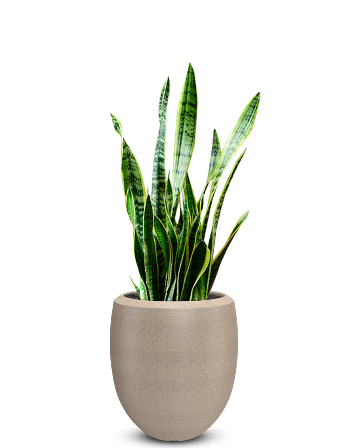 Enzo Large Planter