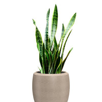 Enzo Large Planter