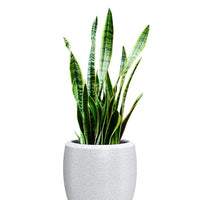 Enzo Large Planter