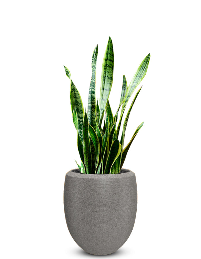 Enzo Large Planter