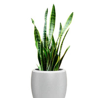 Enzo Large Planter