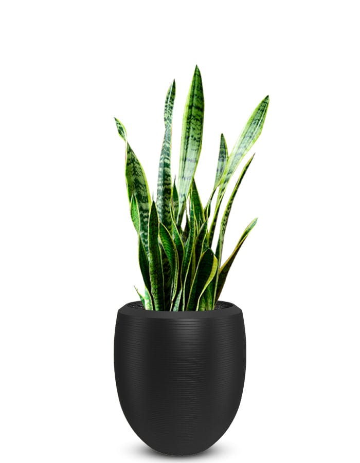 Enzo Large Planter