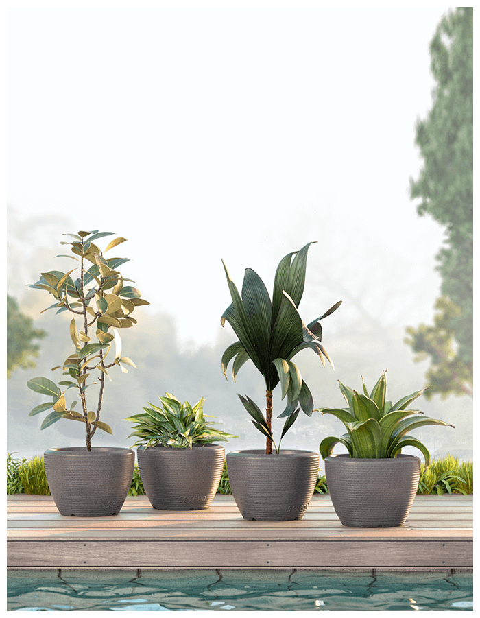 Piatto Small Planter Combo (pack of 4)