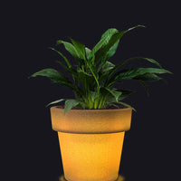 Eloisa Medium LED Planter