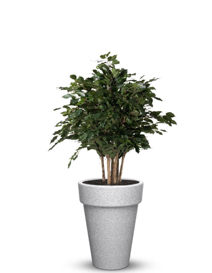 Elena LED Planter