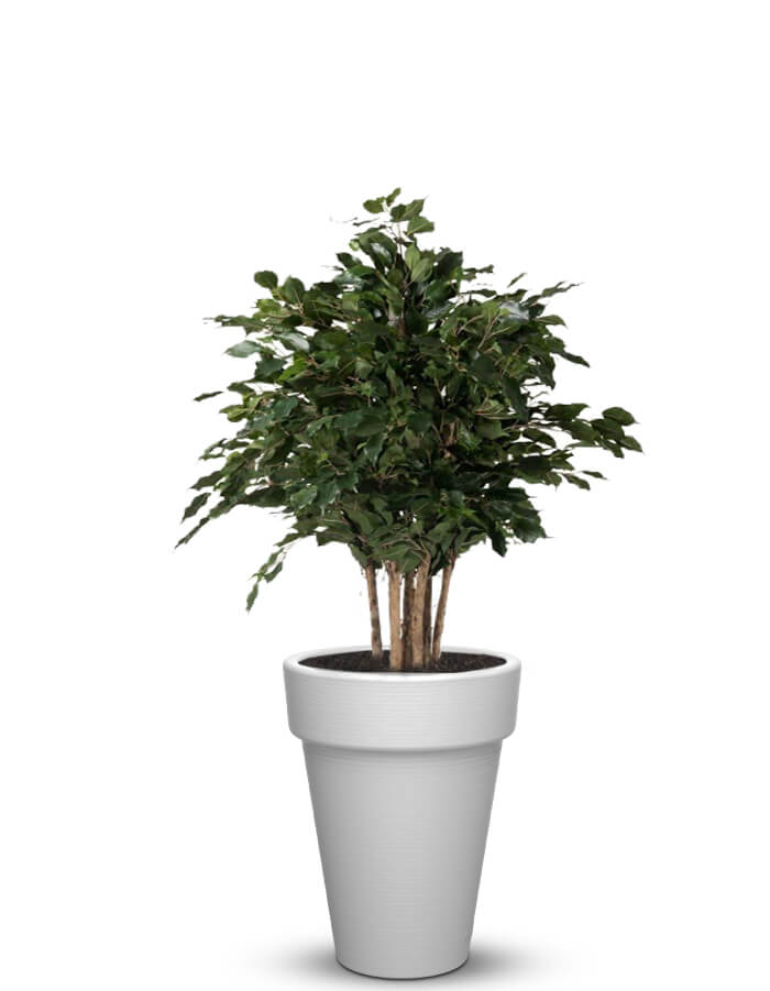 Elena LED Planter